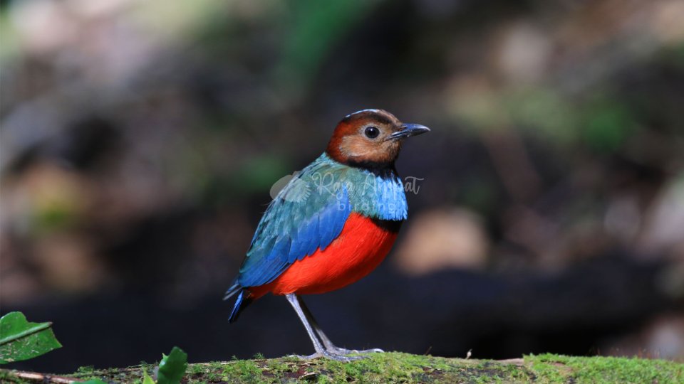 Sulawesi Birding TourĀ