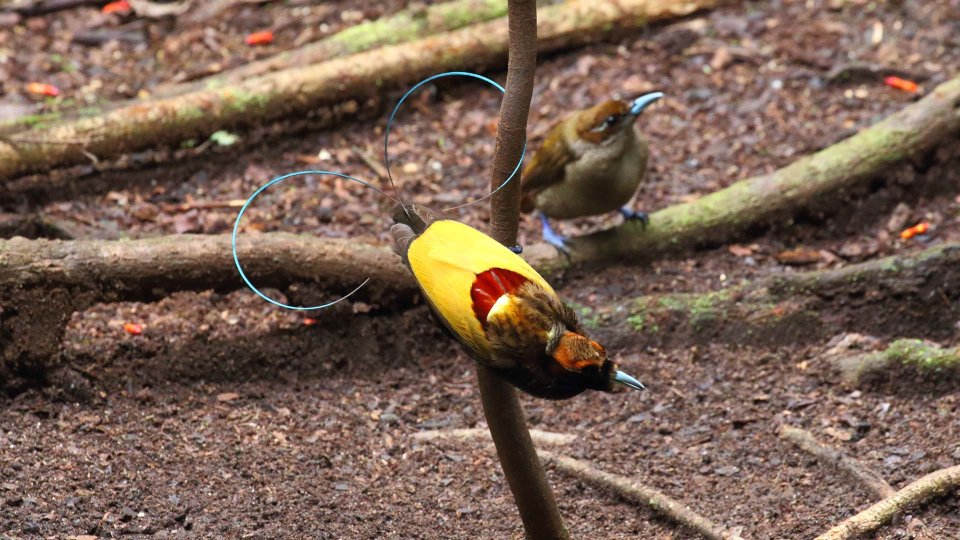 Arfak Birding, Waigeo Birding