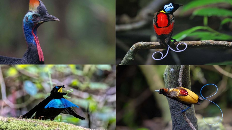 Birdwatching Papua, Sorong, Waigeo, Arfak, and Nimbokrang