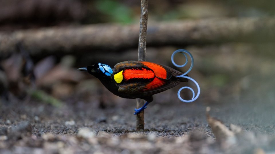 Waigeo Birdwatching 5 days / 4 nights