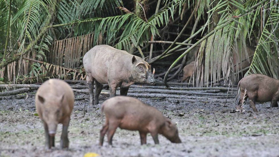 Nantu Nature Reserve