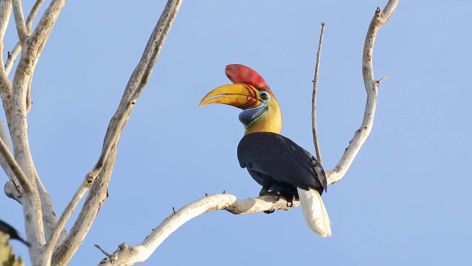 Tangkoko Birding
